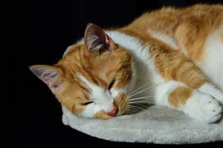 Portrait of a young red-brown cat lying on a fluffy scratching post in front of a dark background and relaxing comfortablyの写真素材