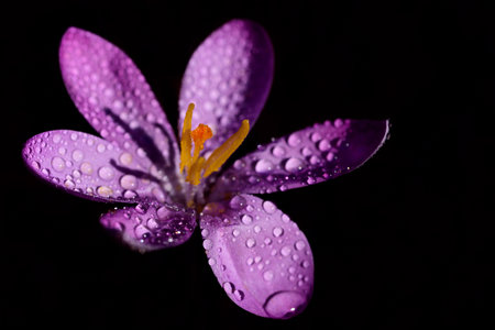 Close-up of a bright blooming, opened crocus with yellow pollen, against a black background in spring with water dropsの写真素材