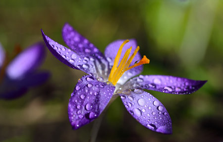 Close-up of a lilac blooming crocus covered with drops of water, with open petals and delicate seed...