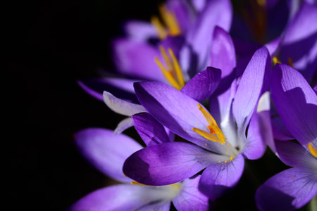Close-up of purple blooming crocus, with opened petals and dainty seed threads in spring in the...