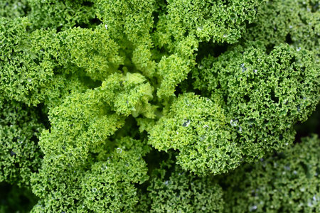 Green background with fresh kale on the field, which is covered with raindrops and is full of vitamins for the vegetarian cuisineの写真素材