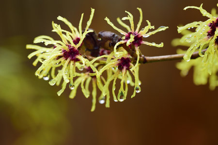 Close-up of blooming witch hazel or witch hazel in spring with raindrops in front of space for text, in Februaryの写真素材