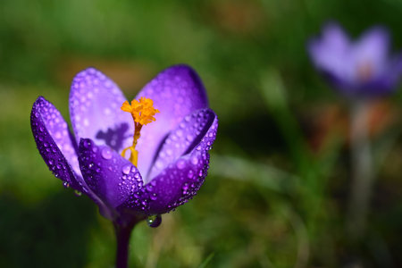 Close-up of the blossom of a fresh purple crocus with a yellow pistil and pollen and drops of water,...