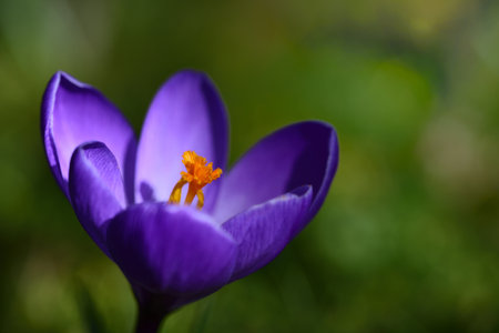 Close-up of the blossom of a fresh purple crocus with yellow pistils and pollen, against a green...