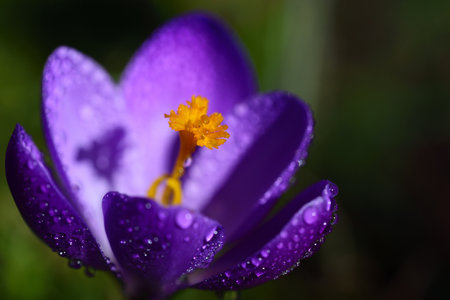Close-up of the blossom of a fresh purple crocus with a yellow pistil and pollen and drops of water, against a green background in springの写真素材