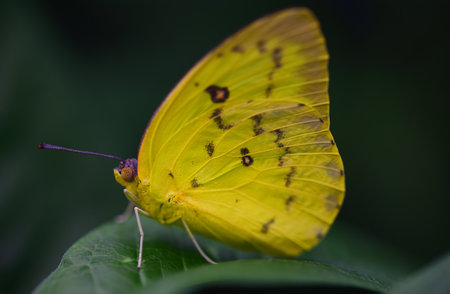 Close-up of a tropical butterfly, Catopsilia pomona, or Lemon Walker, with yellow wings, sitting against a green backgroundの写真素材