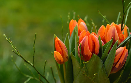 A bouquet of fresh orange tulips stands against a light green background outdoors in spring sunlightの写真素材