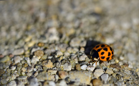 A small red Asian ladybug is crawling from the side on a stone surface with plenty of space for textの写真素材