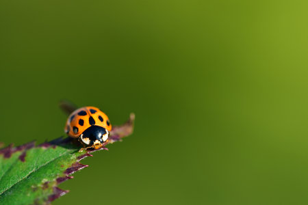 A small red Asian ladybug sits on an old blackberry leaf, against a green background with plenty of space for textの写真素材
