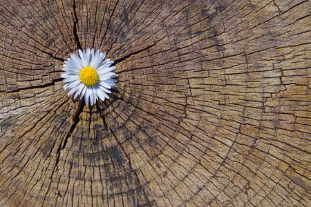 The blossom of a daisy is in the opening of an old tree trunk, which has been cut off and shows its annual rings, as a backgroundの写真素材