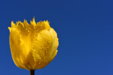 Close-up of a yellow tulip with drops of water against a blue background in springの写真素材
