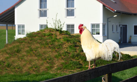 04/10/2020, a magnificent white rooster sits in Germany, Bavaria, Meitingen, on a wooden garden fence in front of a houseのeditorial素材