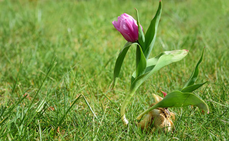 A pink tulip with stem, leaves and flower bulb stands on the green lawn against a green background