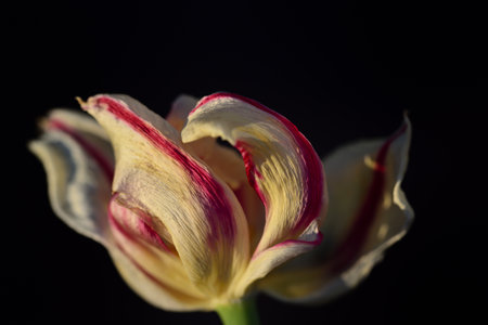 Close-up of a faded white and red tulip, against dark backgroundの写真素材