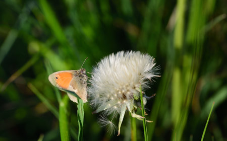 A small red butterfly, a bluebird, sits in the middle of the meadow on a dandelion in spring, with...