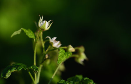A small tender branch of the raspberry bush, with white flowers and green leaves, against a green background in springの写真素材