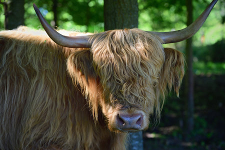 A shaggy highland cattle with long horns seek shelter from the bright warm sun under the trees