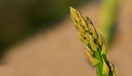 Close-up of a green asparagus spike growing diagonally upwards in the fieldの写真素材