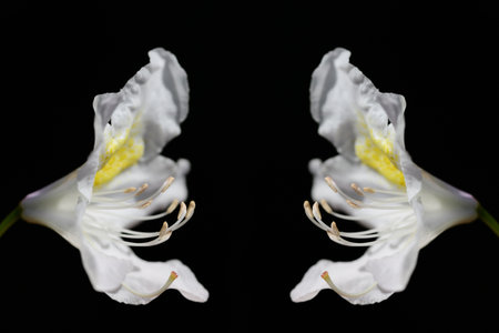 In front of a black background there is a bright white rhododendron flower with pollen and delicate leaves on both sidesの写真素材