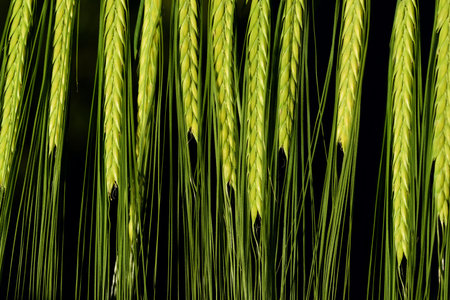 Background with green unripe ears of grain rye lying side by side against a dark backgroundの写真素材