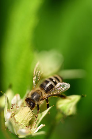 Close-up of a honey bee looking for pollen on a raspberry blossom against a green background in...