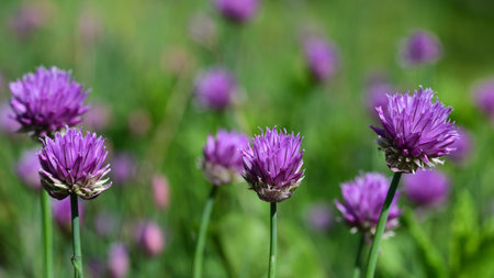 A lot of chive flowers grow on a meadow in summer and glow purple in the sunの写真素材