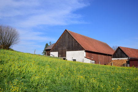 04/21/2020, a typical old farm in front of bright flower meadows and blue skies in Bavaria near Augsburg in Germany, in springのeditorial素材