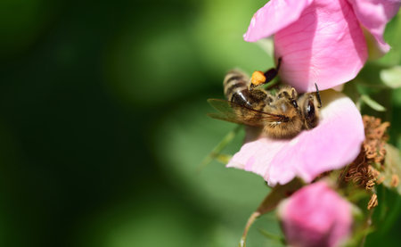 Close-up of a honey bee collecting pollen in a wild roseの写真素材