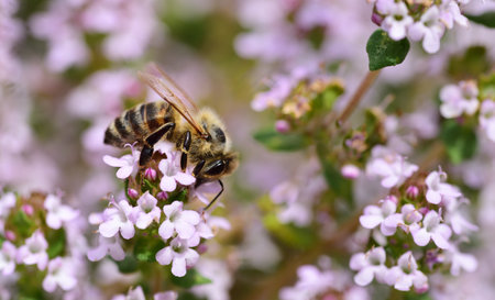 Close-up of a honeybee collecting pollen from a flowering marjoram plant in May