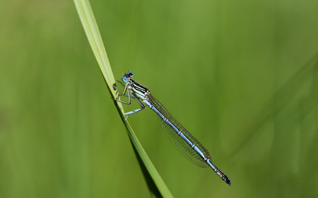 Close-up of a blue feather dragonfly sitting on a blade of grass in natureの写真素材