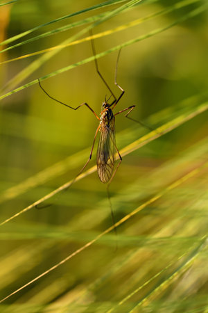A mosquito is hidden between immature ears of grainの写真素材