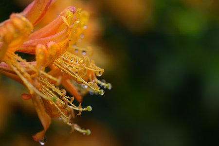 Close-up of an orange flower with filaments of water dropletsの写真素材
