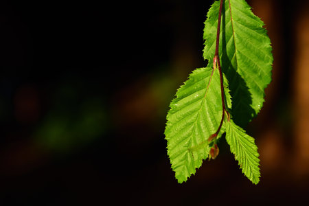 Green leaves of the beech tree hang down against the side of the picture against a dark background