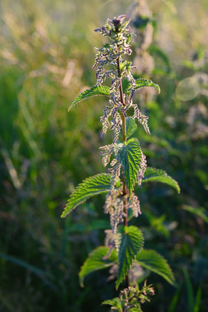 A nettle plant stands in the evening in the sunlight on a wild meadow
