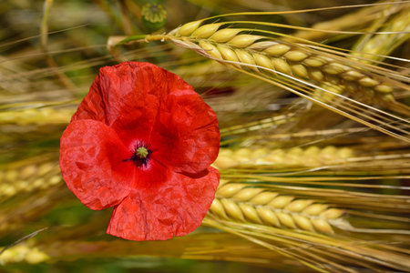 A red wild poppy grows on a cereal field with ripe spikes