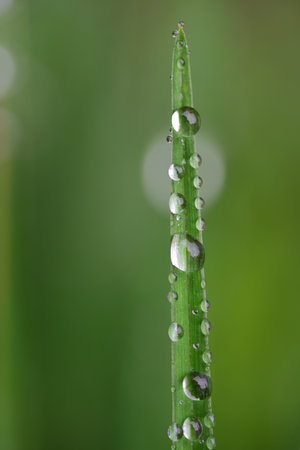 On a blade of green grass there are drops of water against a green background in nature, in portrait formatの写真素材