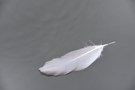 Black and white shot of a bird feather floating on water