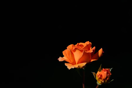 A fresh orange blooming rose against a black background, at the edge of the pictureの写真素材