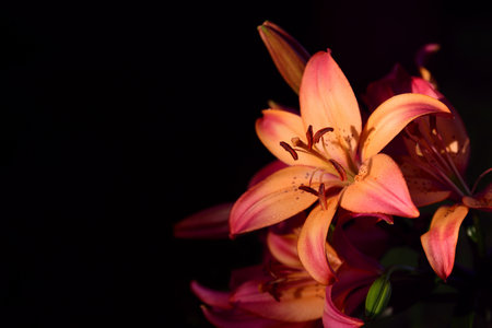 Close-up of a blooming orange lily against a dark background in the horizontal formatの写真素材