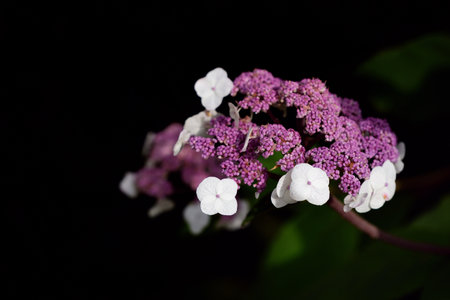 A blooming field hydrangea (Hydrangea aspera) with purple buds and white flowers, against a dark...