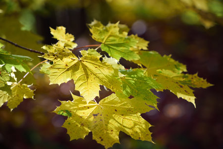 Yellow maple leaves hang on a branch and glow in the autumn sun