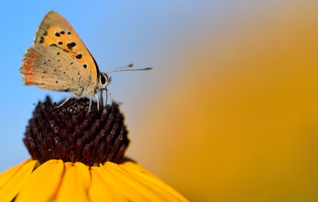 In summer a small butterfly, a blue one, sits on a yellow flower, a Rudbeckia fulgida, and searches for nectarの写真素材