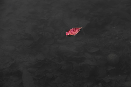 A small red leaf floats on water in autumn. Below you can see the dark ground with old leaves and dead vegetation in autumn.の写真素材