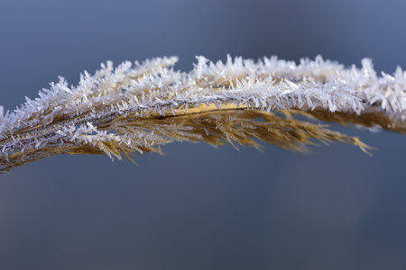 Close-up of a wild ear of wheat with white crystals from frostの写真素材
