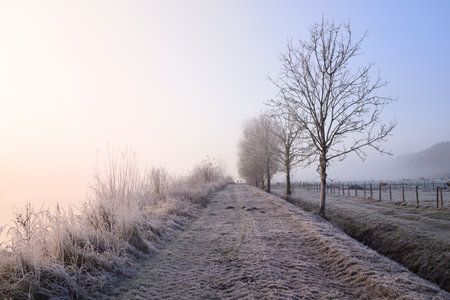 Sunrise next to an icy path in winter with two little people standing at the end. On the side of a pasture with cattle.の写真素材