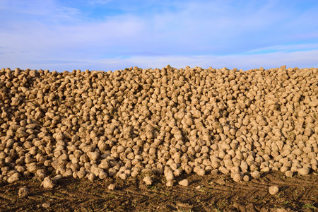 Freshly harvested sugar beets lie in a large heap on the ground against a cloudy skyの写真素材