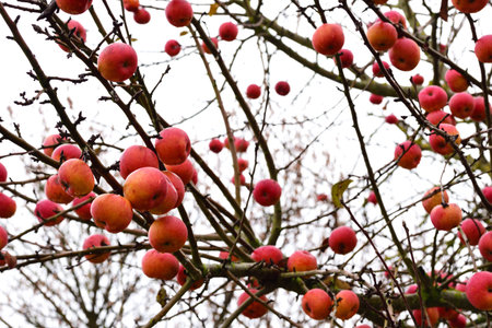 In autumn many red apples hang from a bare apple tree against a white backgroundの写真素材