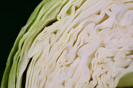 Close up, texture and structure of freshly cut white cabbageの写真素材