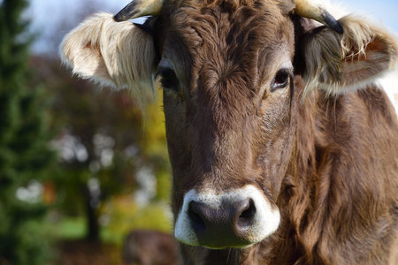 Portrait of a brown and white spotted cattle looking at the camera, outdoorsの写真素材