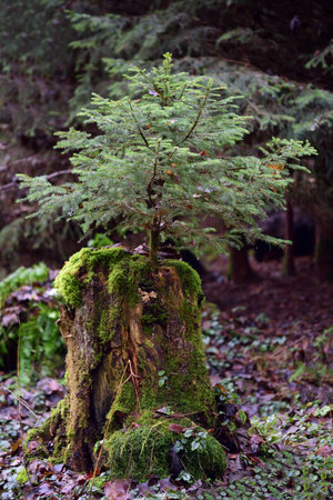In a forest a small spruce grows from an old stump that is overgrown with moss in portrait formatの写真素材